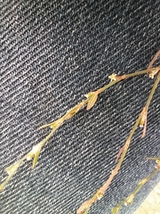 Polygonum arenastrum