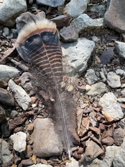 Meleagris gallopavo intermedia