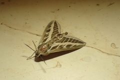 Hyles livornica