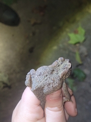 Anaxyrus americanus charlesmithi