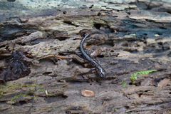 Plethodon cylindraceus
