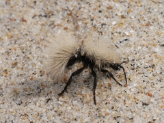Dasymutilla sackenii