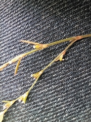 Polygonum arenastrum