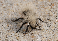 Dasymutilla sackenii