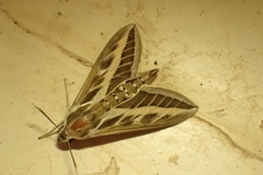 Hyles livornica