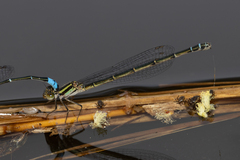 Austroagrion watsoni