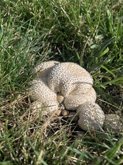 Lycoperdon perlatum