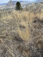 Pseudoroegneria spicata