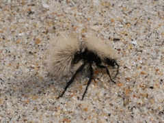 Dasymutilla sackenii