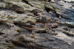 Desmognathus orestes