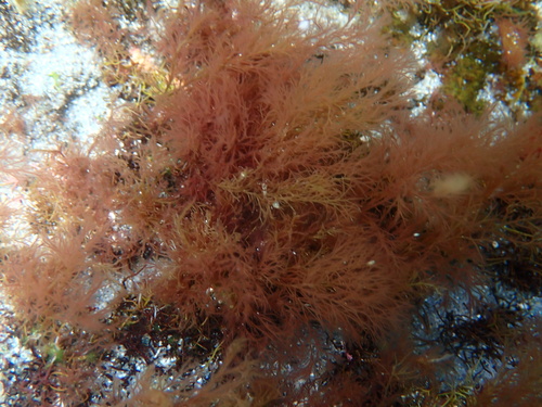 Ceramium virgatum observed 2022-09-17