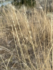 Pseudoroegneria spicata