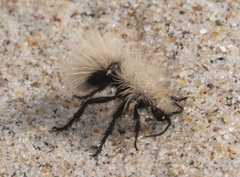 Dasymutilla sackenii