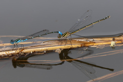 Austroagrion watsoni