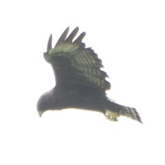 Buteo brachyurus