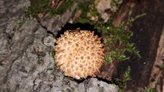 Lycoperdon echinatum