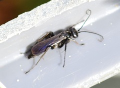 Pompilidae