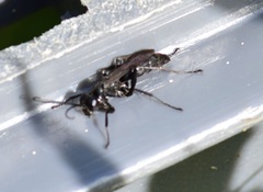 Pompilidae