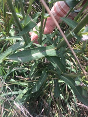 Lactuca ludoviciana