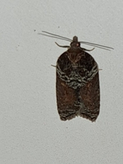 Acleris macdunnoughi