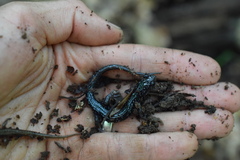 Plethodon cylindraceus