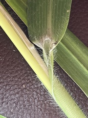 Panicum miliaceum miliaceum