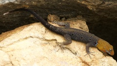 Gonatodes albogularis