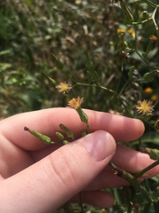 Lactuca ludoviciana