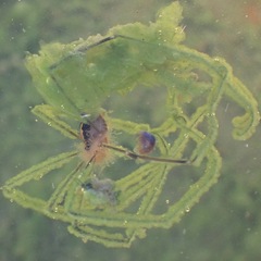 Cosmobunus granarius