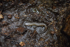 Gyrinophilus porphyriticus