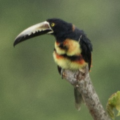 Pteroglossus torquatus