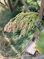 Panicum miliaceum miliaceum