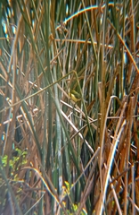 Tachuris rubrigastra