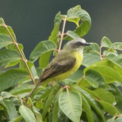 Myiozetetes granadensis