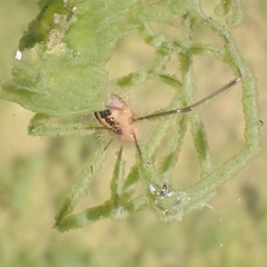 Cosmobunus granarius