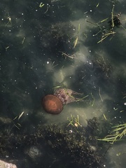 Chrysaora fuscescens