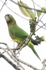 Eupsittula nana
