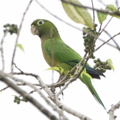 Eupsittula nana