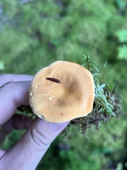 Hygrophoropsis