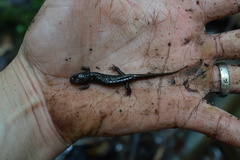 Desmognathus orestes