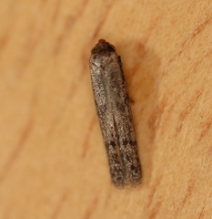 Blastobasis tanyptera