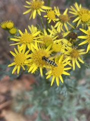 Fazia micrura