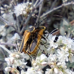 Chauliognathus opacus