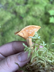 Hygrophoropsis