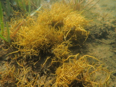 Ascophyllum nodosum