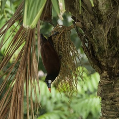 Psarocolius montezuma