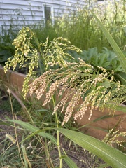 Panicum miliaceum miliaceum