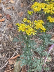 Fazia micrura