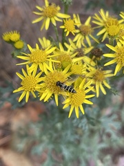 Fazia micrura