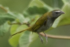 Saltator maximus